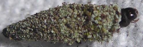 Réf. 245 830 : Dahlica sp.